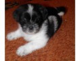 /album/fotogaleria/mieszaniec-shi-tzu-jpg/